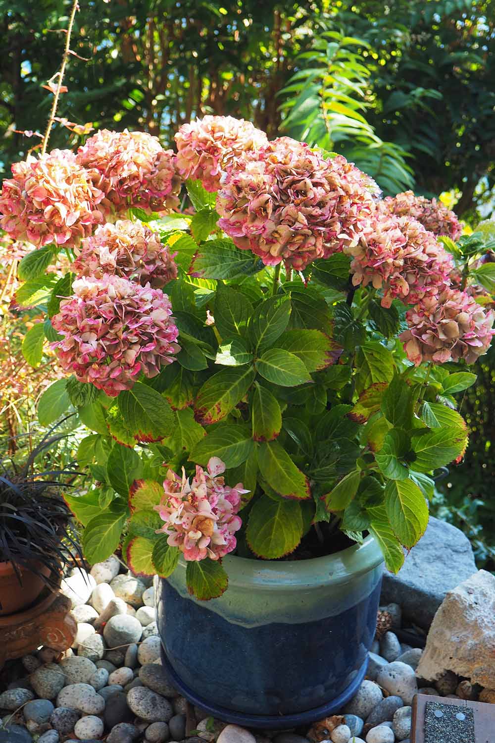 A hydrangea shrub with mauve flowers potted in a blue ceramic container.