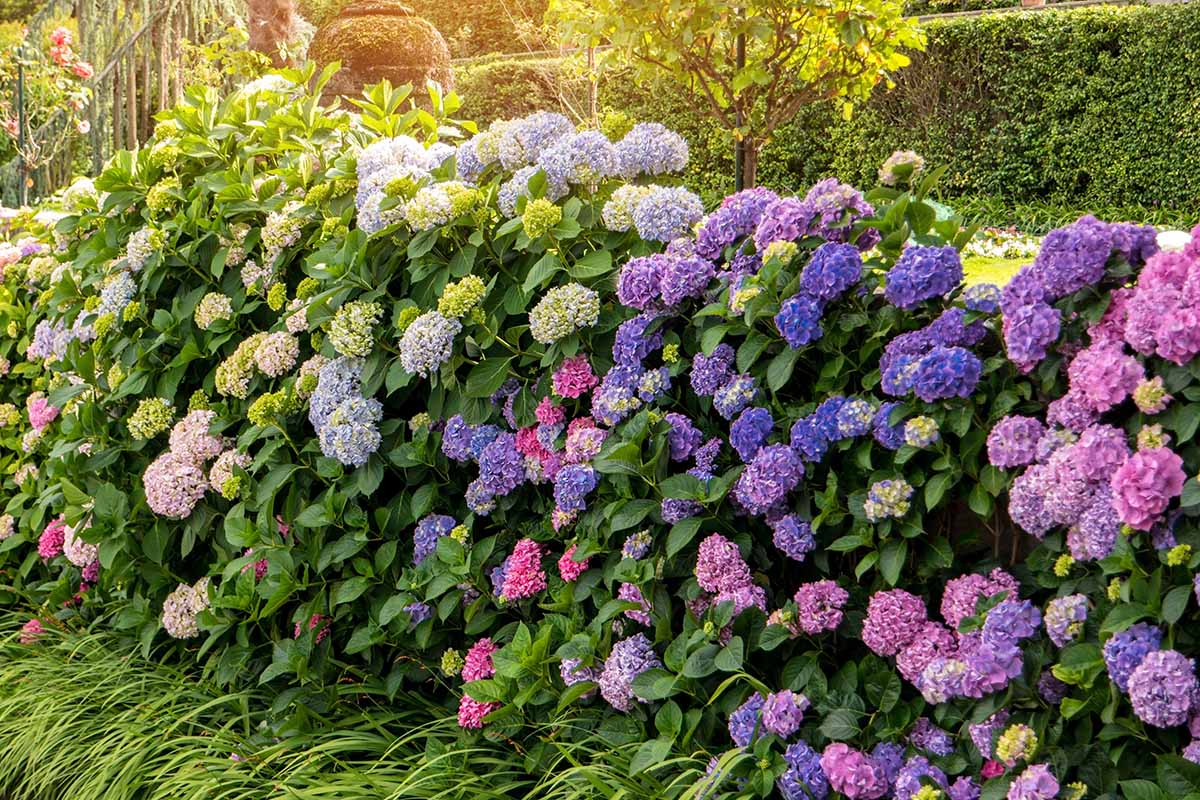 A close up horizontal image of a hedge made with hydrangea shrubs which are in bloom with purple, pink, and white blooms.