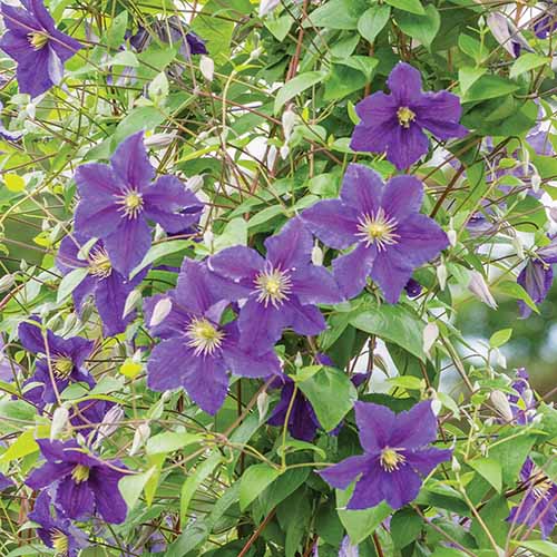 A close up of the purple flowers of Clematis jackmanii growing in the summer garden.
