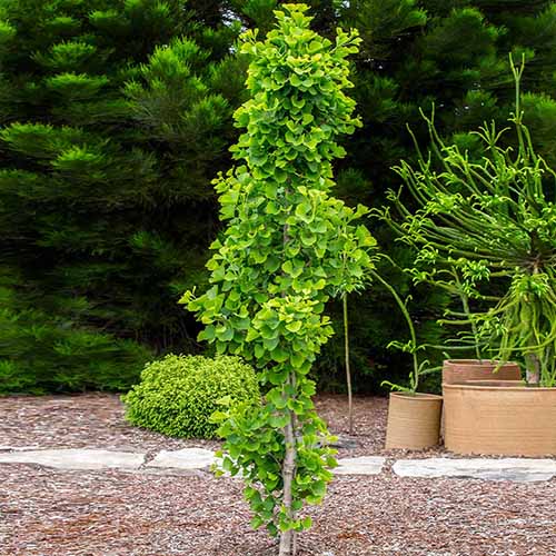 A square image of a 'Jade Butterflies' ginko tree growing in the landscape on a backdrop of evergreens.