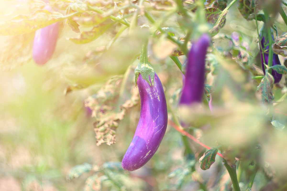 A close up, soft focus picture of small purple eggplants growing in the garden.