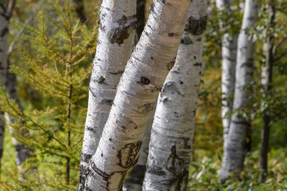 A close up horizontal image of the bark of Japanese white birch growing wild.