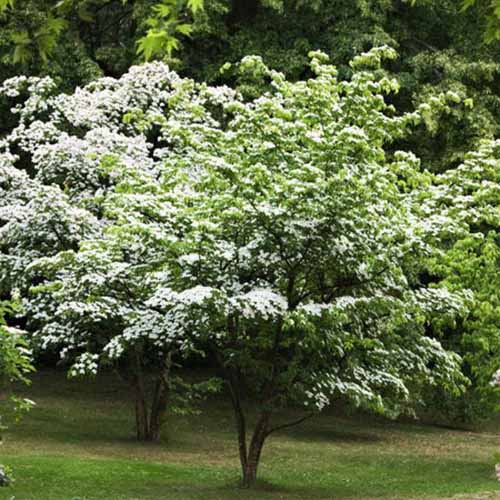A square image of a kousa dogwood tree growing in the landscape in full bloom with white flowers.