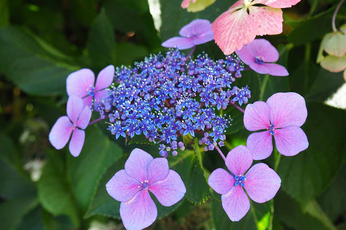A hydrangea shrub with mauve flowers potted in a blue ceramic container.