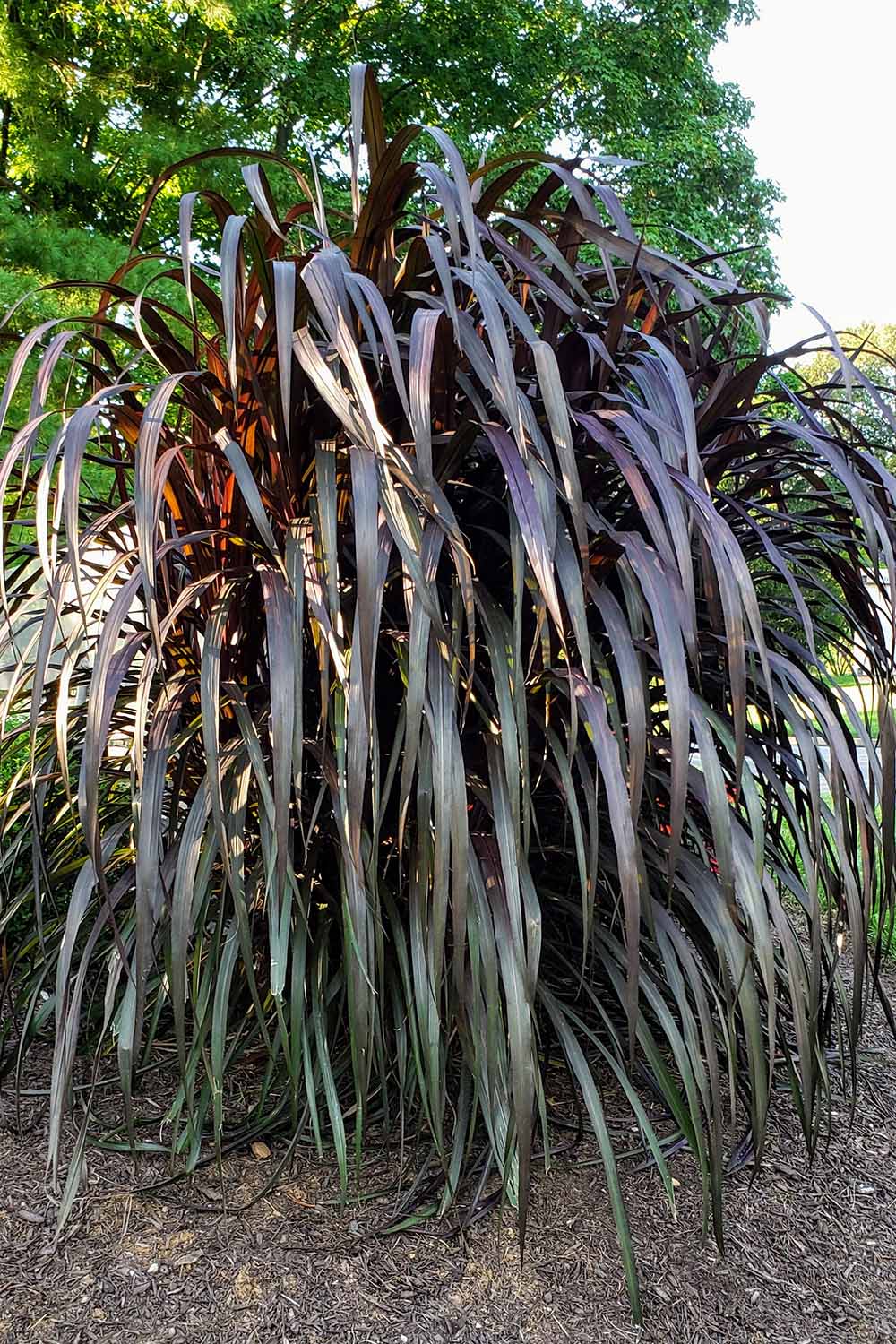 A close up vertical image of a large New Zealand flax with dark purple foliage.