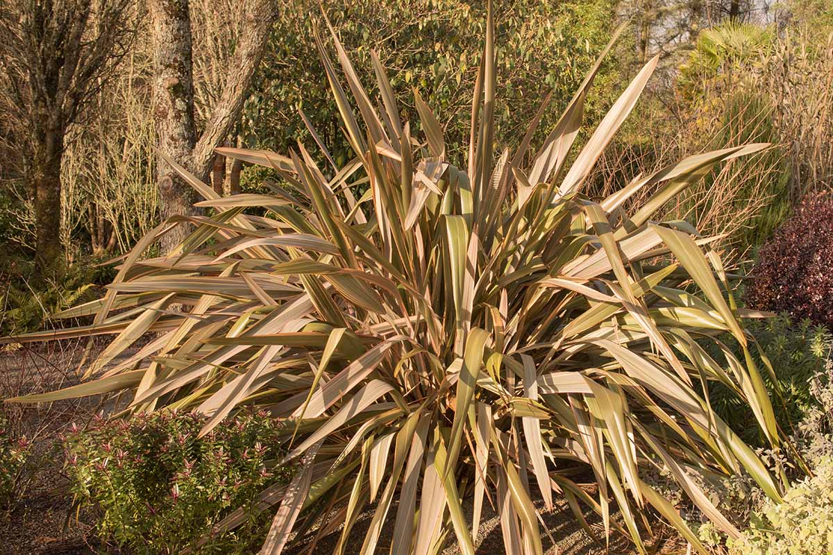 A close up horizontal image of Phormium 'Sundowner' growing in the garden.