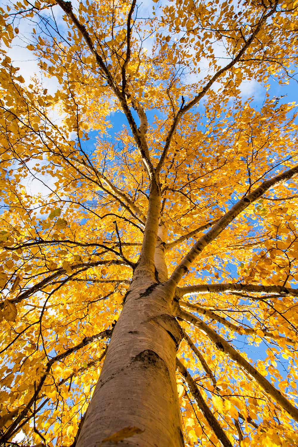 A vertical image into the canopy of a large paper birch resplendent with autumn foliage with blue sky in the background.