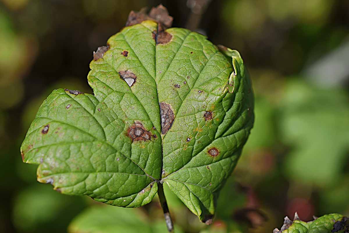 A close up horizontal image of the symptoms of leaf spot on foliage pictured on a soft focus background.
