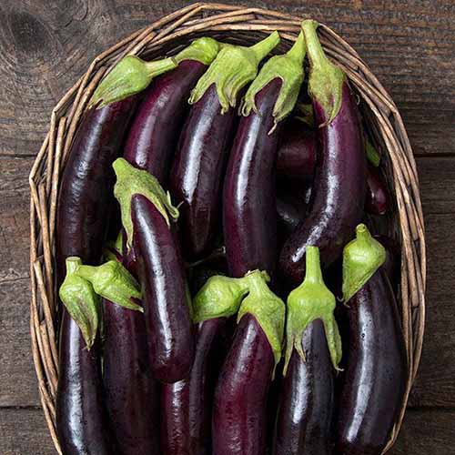 A close up square image of a wicker basket filled with 'Little Finger' eggplant fruits set on a wooden surface.