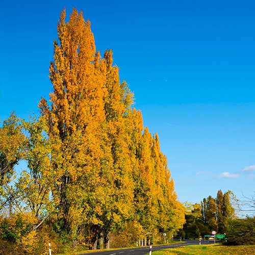 A square image of a line of Lombardy poplars with yellow foliage pictured in bright sunshine on a blue sky background.