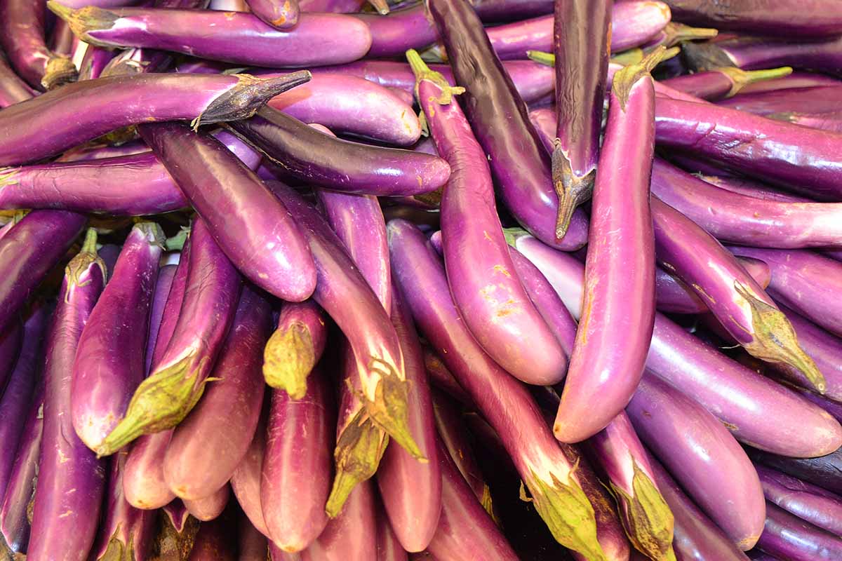 A close up of a large number of small purple eggplant fruits in light sunshine.
