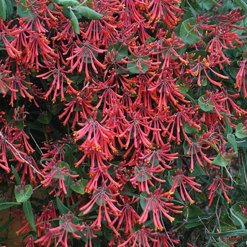 A close up square image of bright red 'Major Wheeler' honeysuckle flowers growing in the garden.