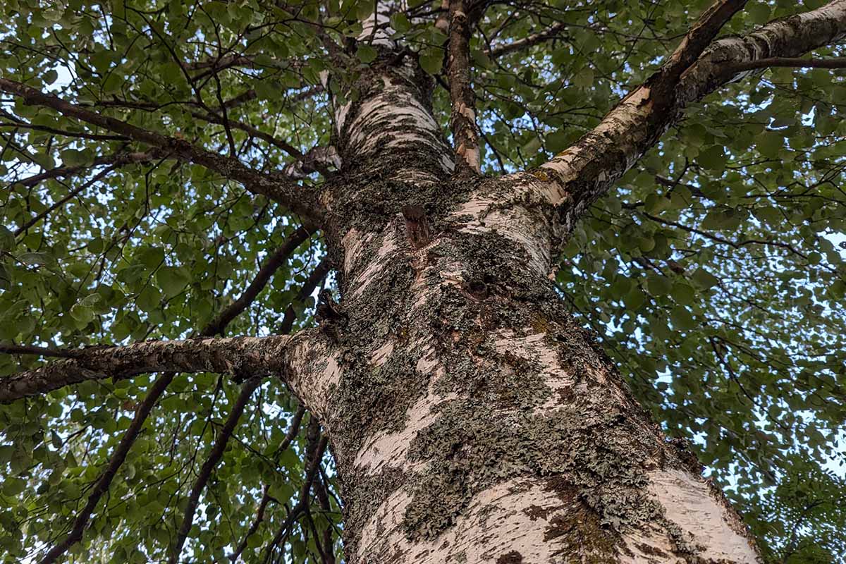 A horizontal view into the canopy of a mature birch tree growing wild.