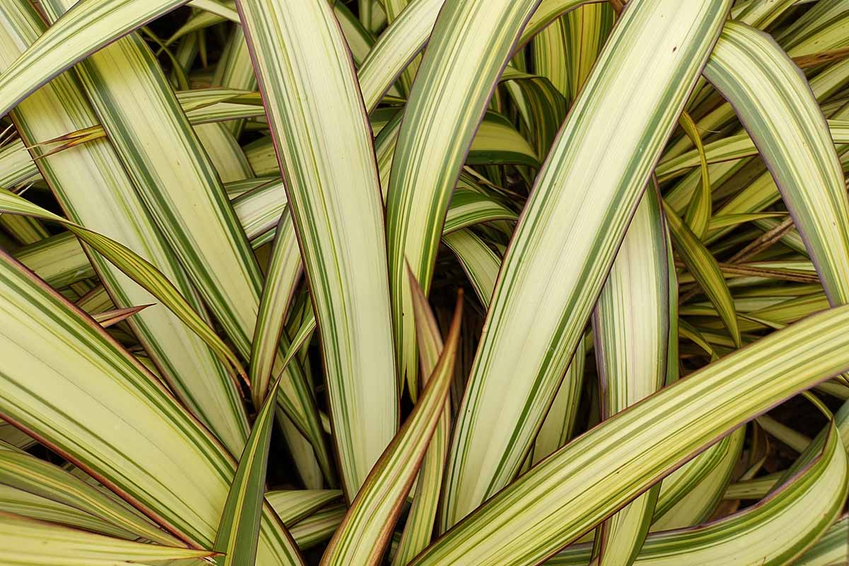 A close up horizontal image of the foliage of 'Yellow Wave' New Zealand flax growing in the garden.