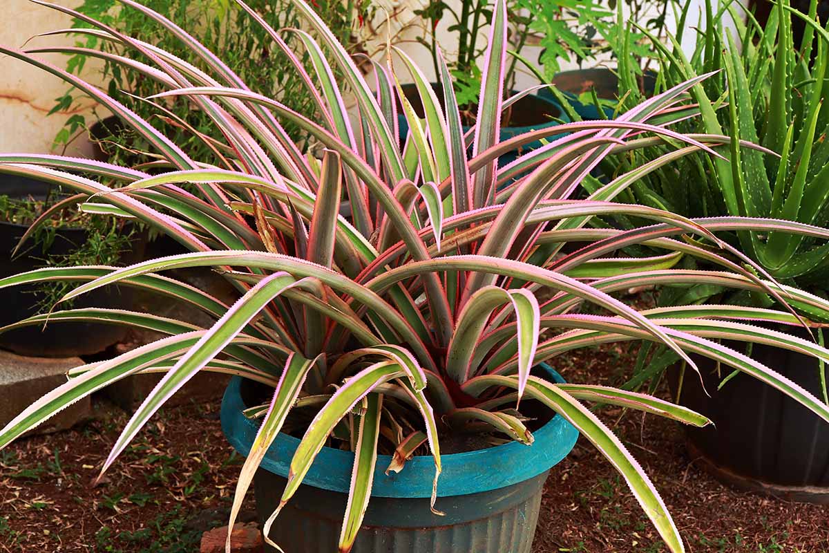 A close up horizontal image of New Zealand flax growing in a plastic pot with a variety of succulents in the background.