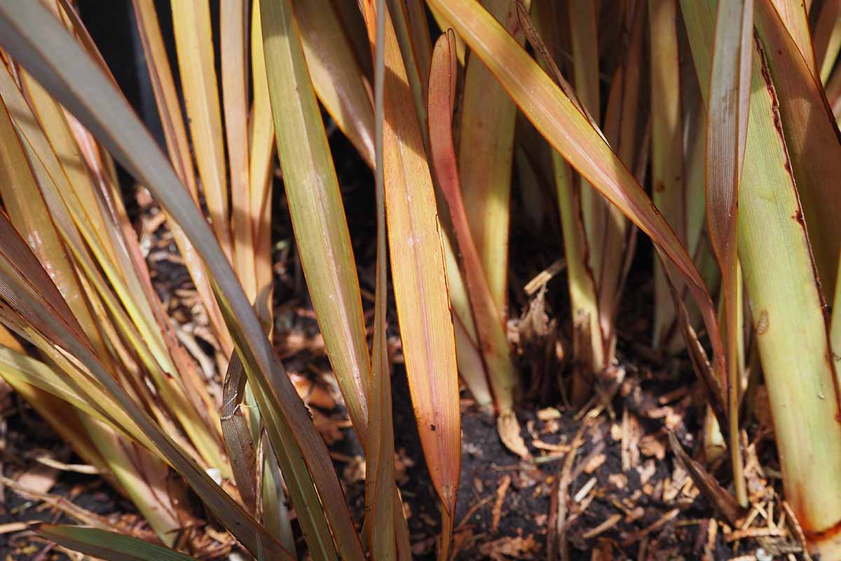 A close up horizontal image of New Zealand flax plants pushing out new shoots in spring.
