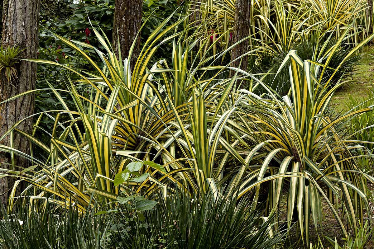 A close up horizontal image of green and cream variegated New Zealand flax growing wild in the tropics.