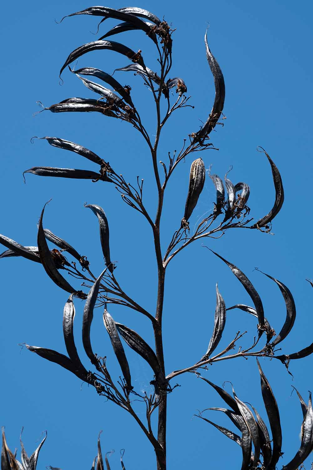 A close up vertical image of the seed pods of Phormium tenax pictured on a blue sky background.