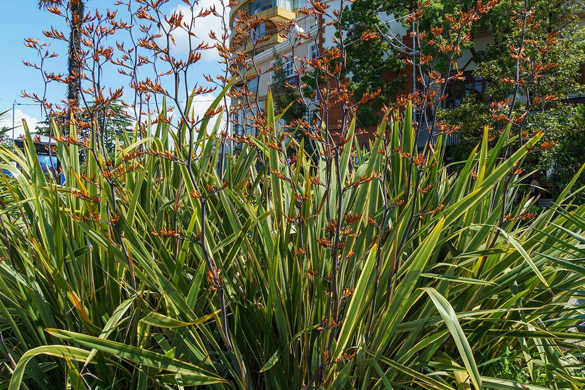 A close up horizontal image of New Zealand flax in full bloom growing in a border outside a residence.