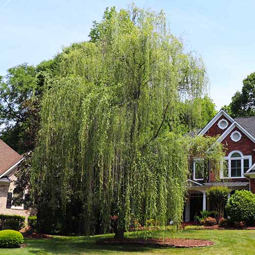 A square image of a 'Niobe' weeping willow growing outside a residence.
