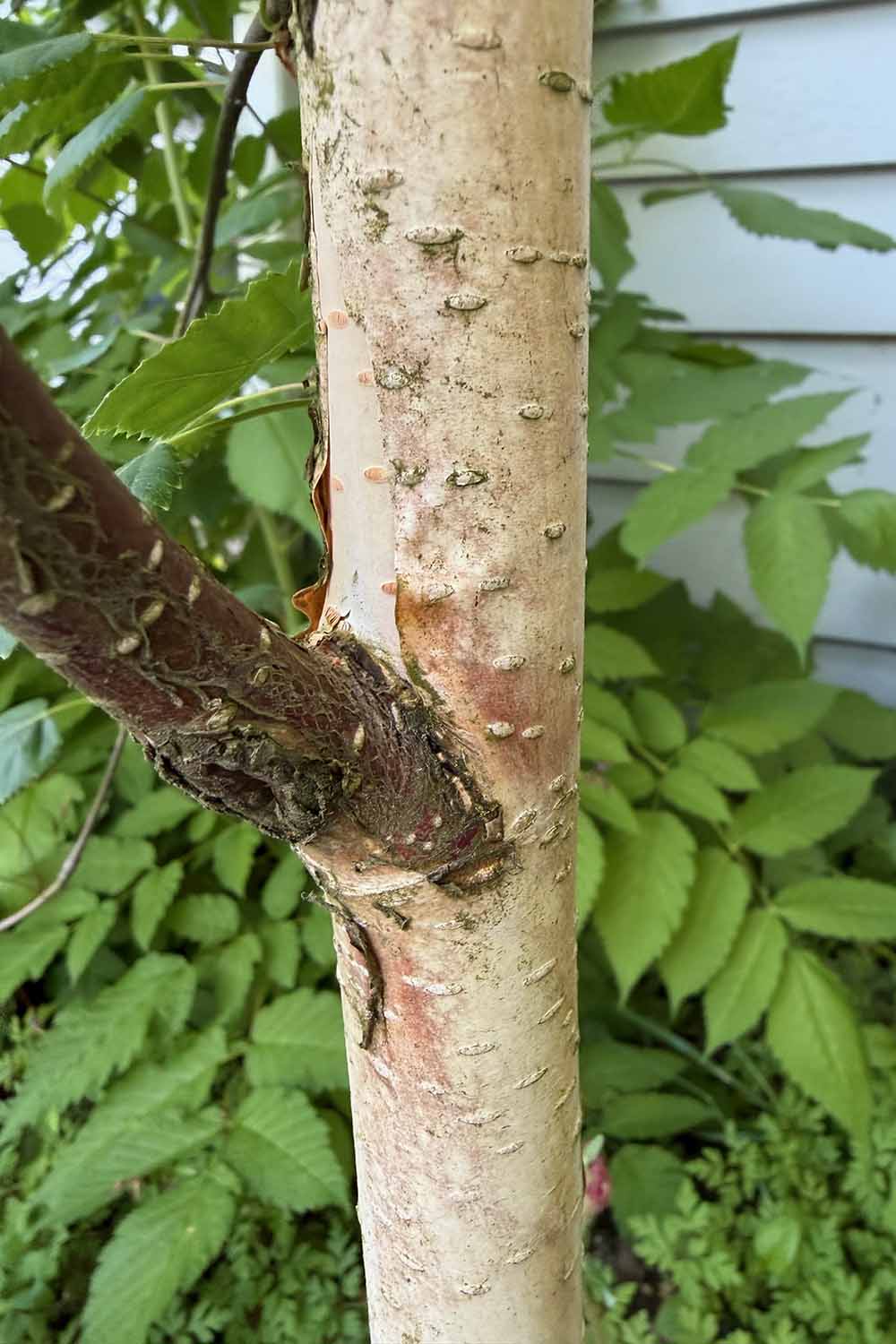 A close up vertical image of old and new bark on a birch tree.