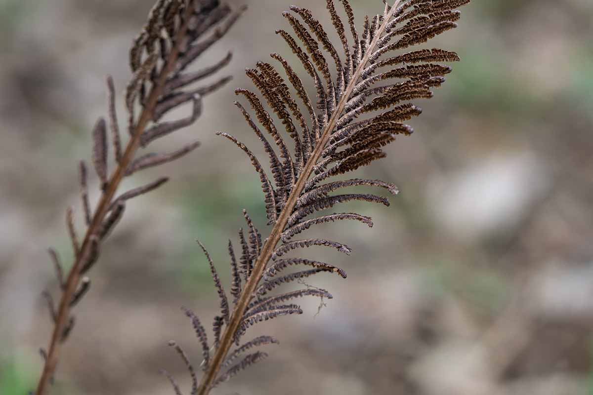 A close up horizontal image of fronds dying back in fall.
