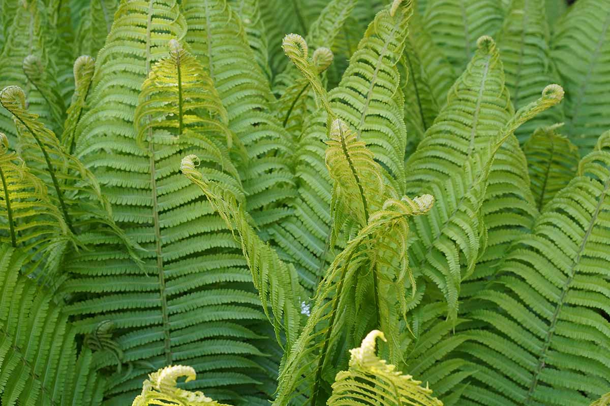 A close up horizontal image of Matteuccia struthiopteris fronds emerging in the spring.
