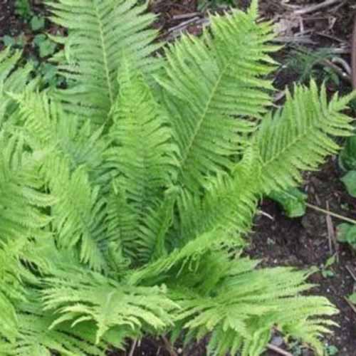 A close up square image of an ostrich fern growing in the garden.