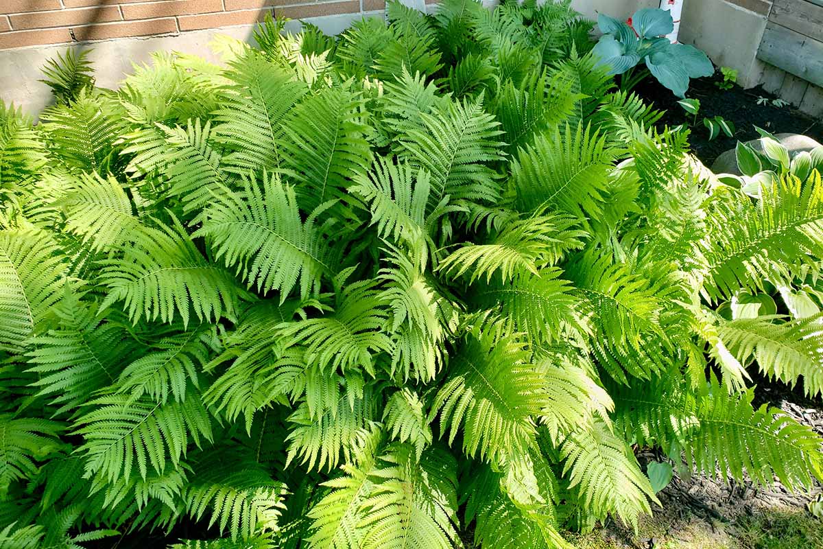 A close up horizontal image of a garden border filled with ostrich ferns (Matteuccia struthiopteris) pictured in light sunshine.