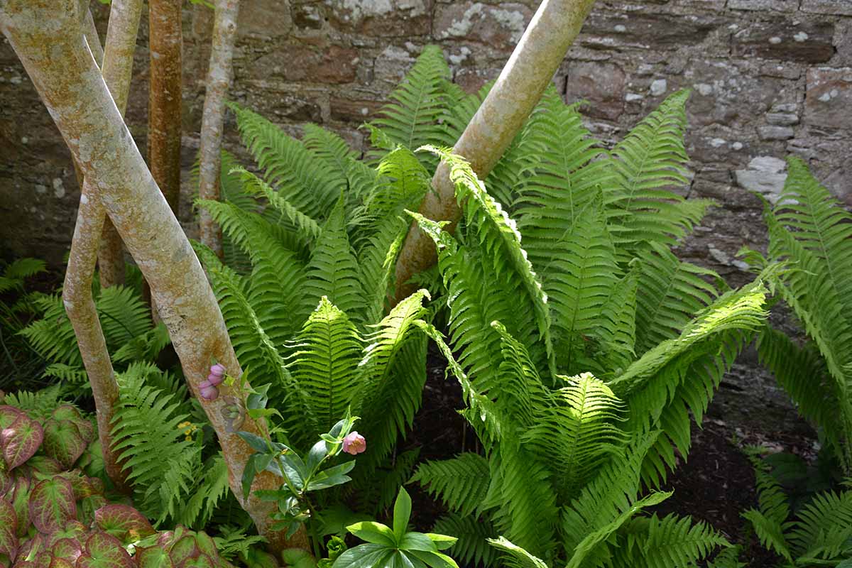 A close up horizontal image of Matteuccia struthiopteris growing in a shady garden border with a stone wall in the background.