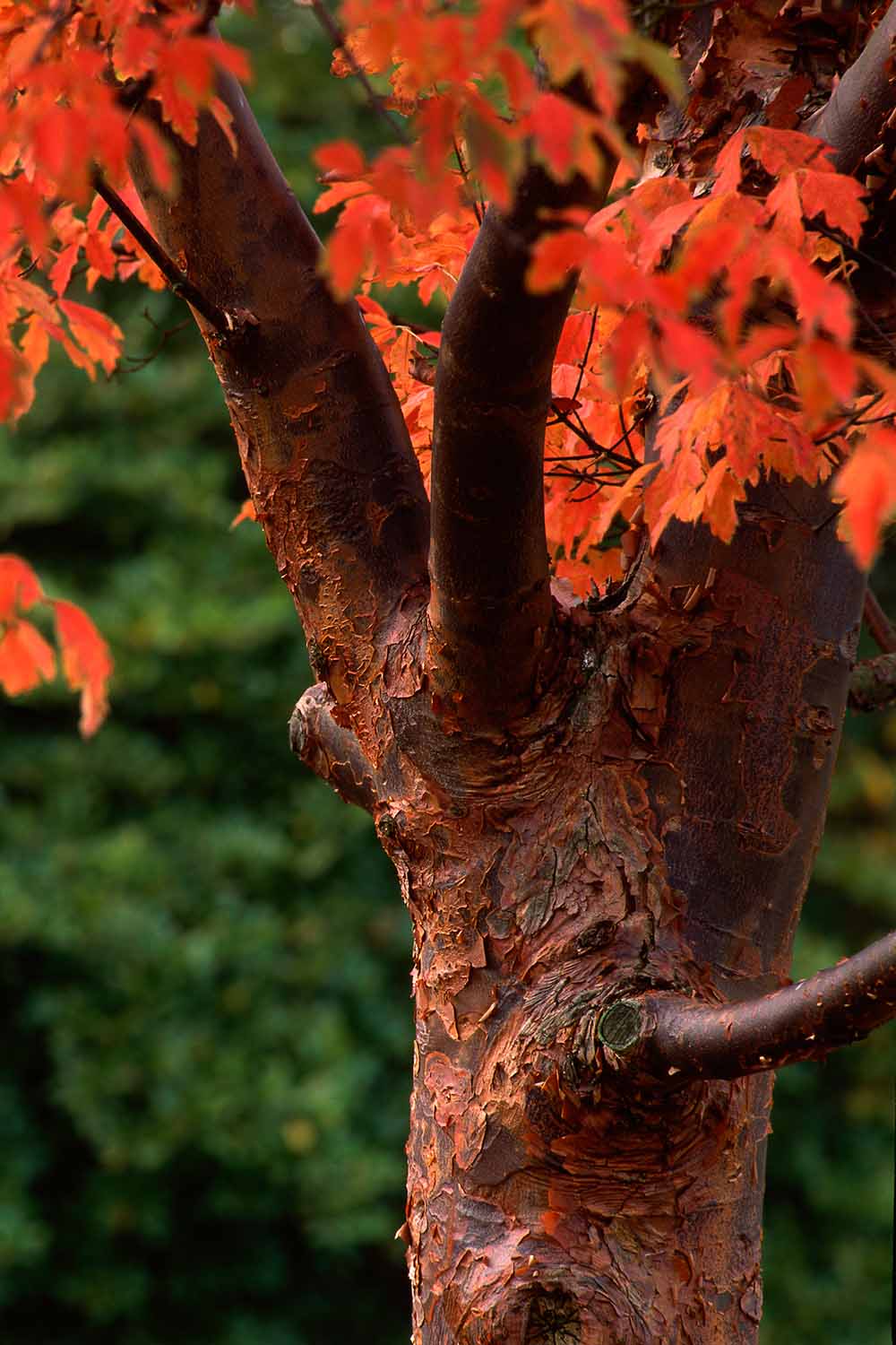 A close up vertical image of a paperbark maple growing in the garden pictured on a soft focus background.