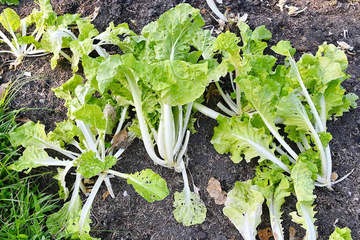 A close up horizontal image of Chinese cabbage growing in the garden that has insect holes in the foliage.