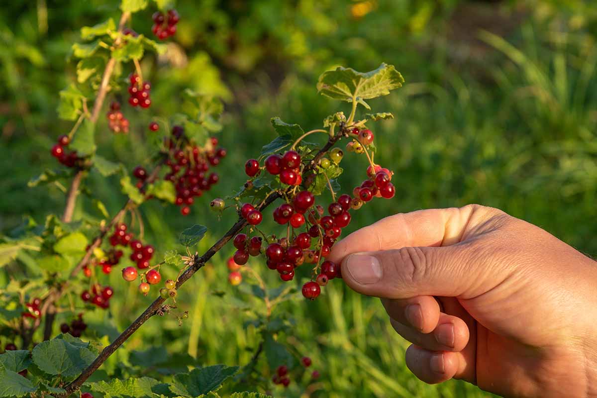 A close up horizontal image of a hand from the right of the frame harvesting ripe redcurrants from a shrub in the garden, pictured in light evening sunshine.
