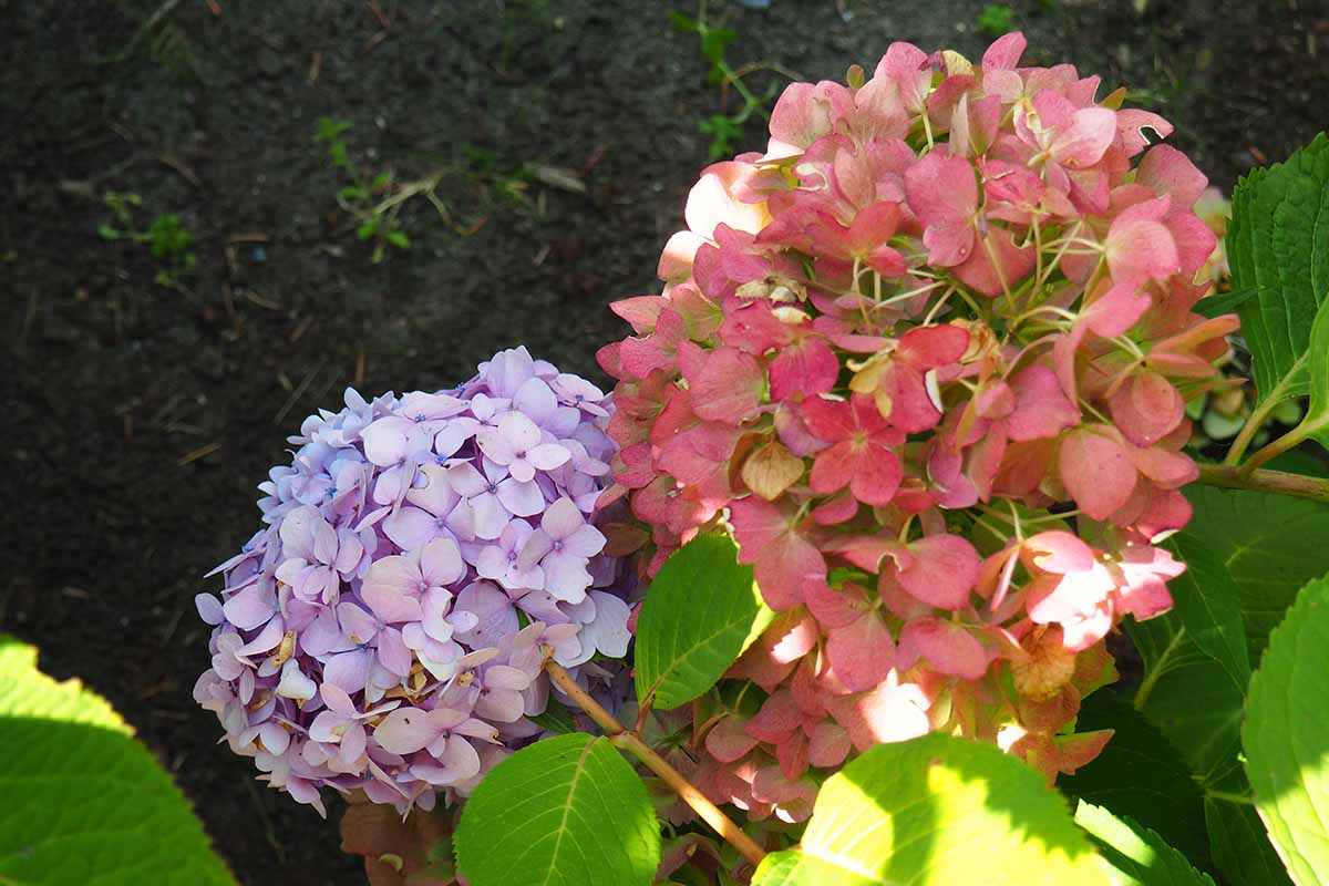 A close up horizontal image of pink and mauve hydrangea flowers pictured on a soft focus background.