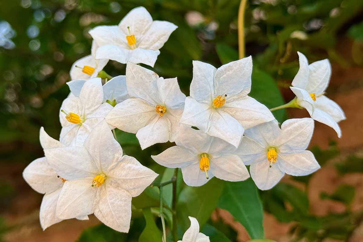 A close up horizontal image of the white flowers of a potato vine (Solanum laxum) growing in the garden.