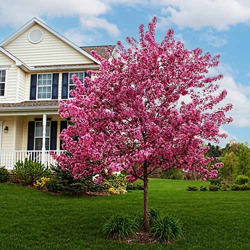 A close up square image of a 'Prairifire' crabapple tree growing in the landscape outside a residence.