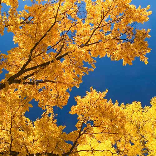 A square image of a view into the canopy of 'Princeton' American elm pictured on a blue sky background.