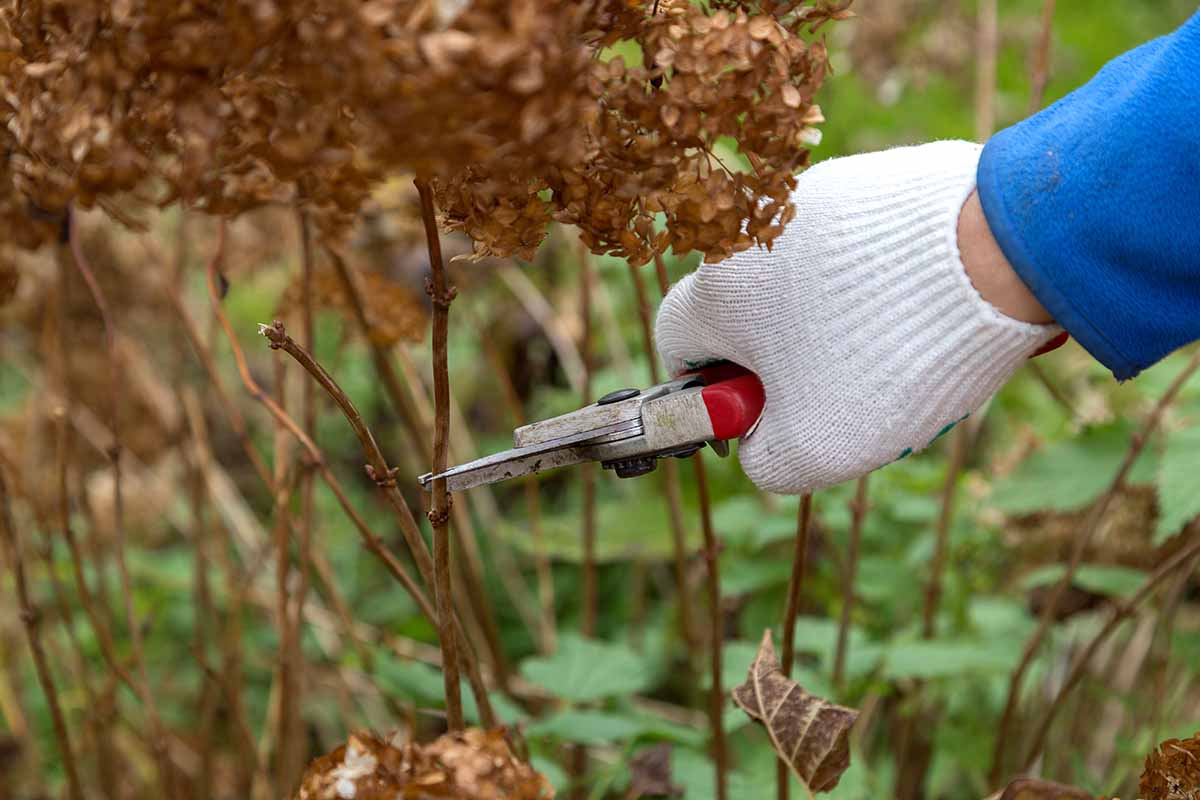 Pruning of hydrangea in the fall with a pair of hand clippers.