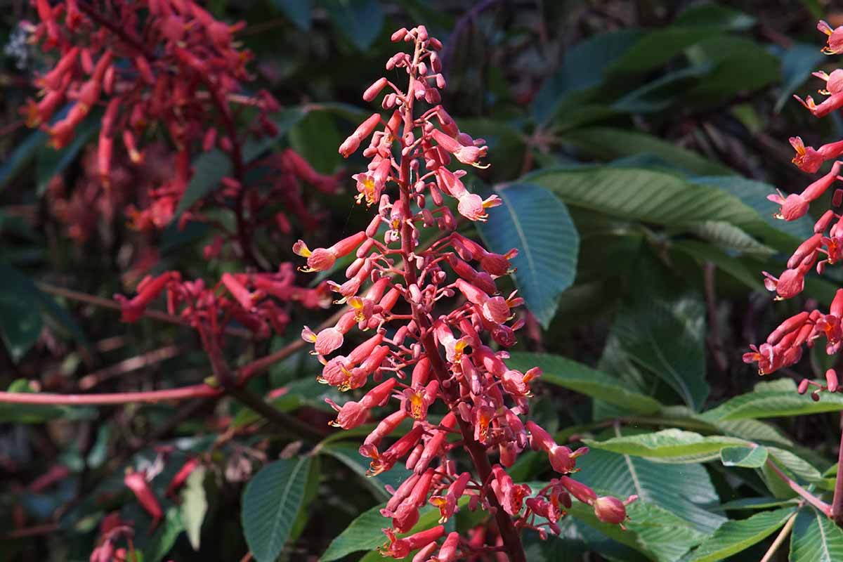 A close up horizontal image of red buckeye flowers growing growing in the garden pictured in light sunshine.