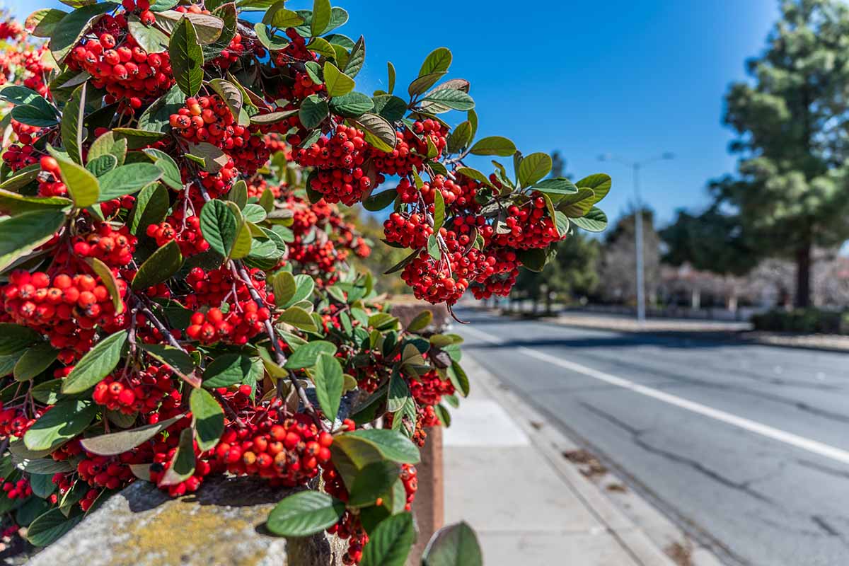 A close up horizontal image of a large Aronia arbutifolia (red chokeberry) shrub growing behind a wall next to a road, laden with red berries.