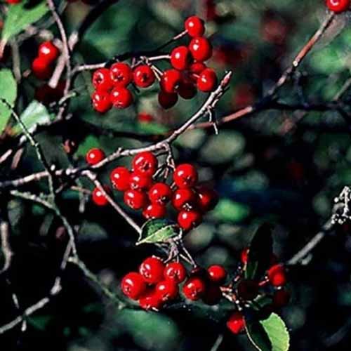 A square image of the branches and berries of a 'Brilliantissima' chokeberry growing in the garden pictured on a soft focus background.
