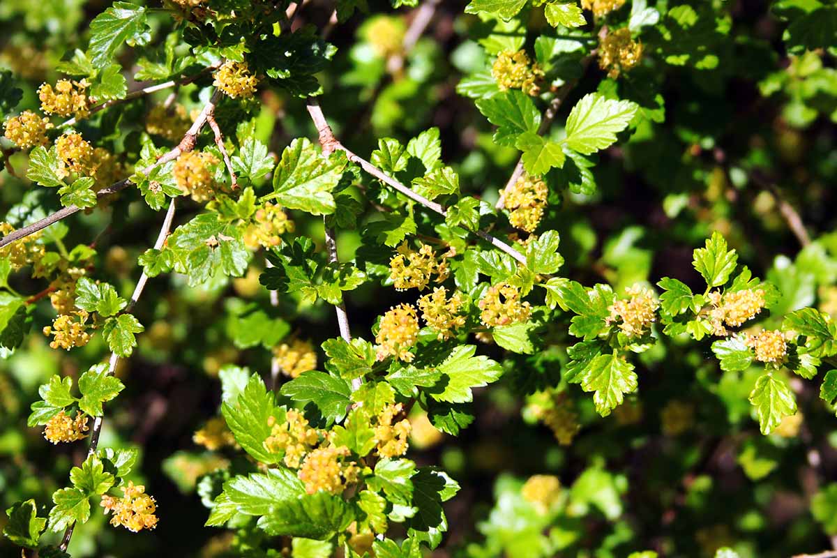 A close up horizontal image of the flowers of Ribes alpinum growing in the garden pictured in bright sunshine.