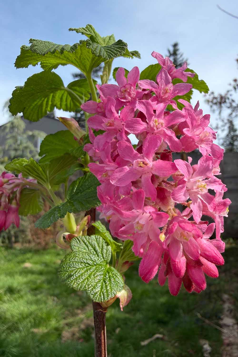 A close up vertical image of the bright pink flowers of Ribes in early spring.