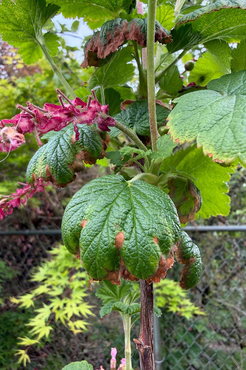 A vertical image of red currant branches with foliage and fading flowers growing in the summer garden.