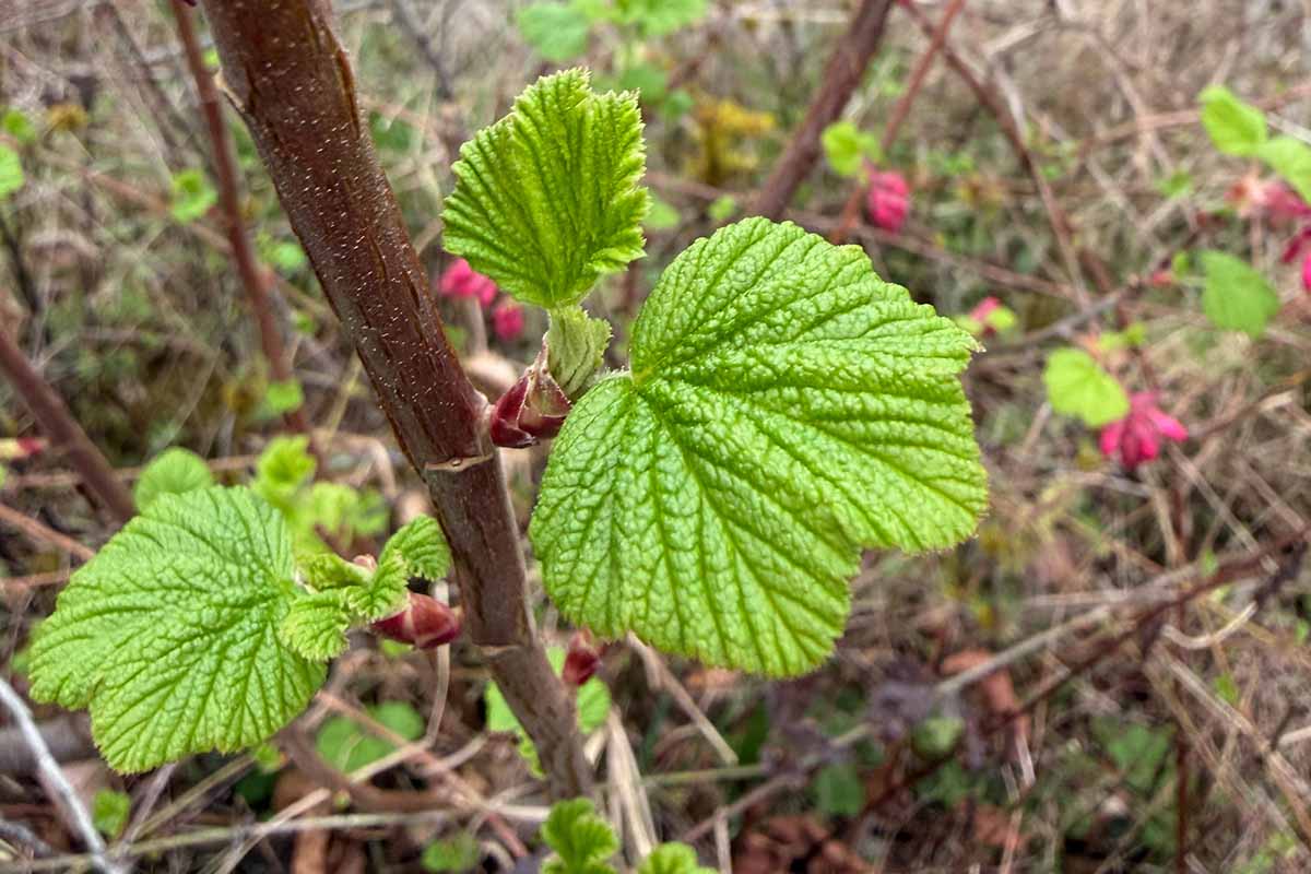 A close up horizontal image of the foliage of Ribes species growing wild.