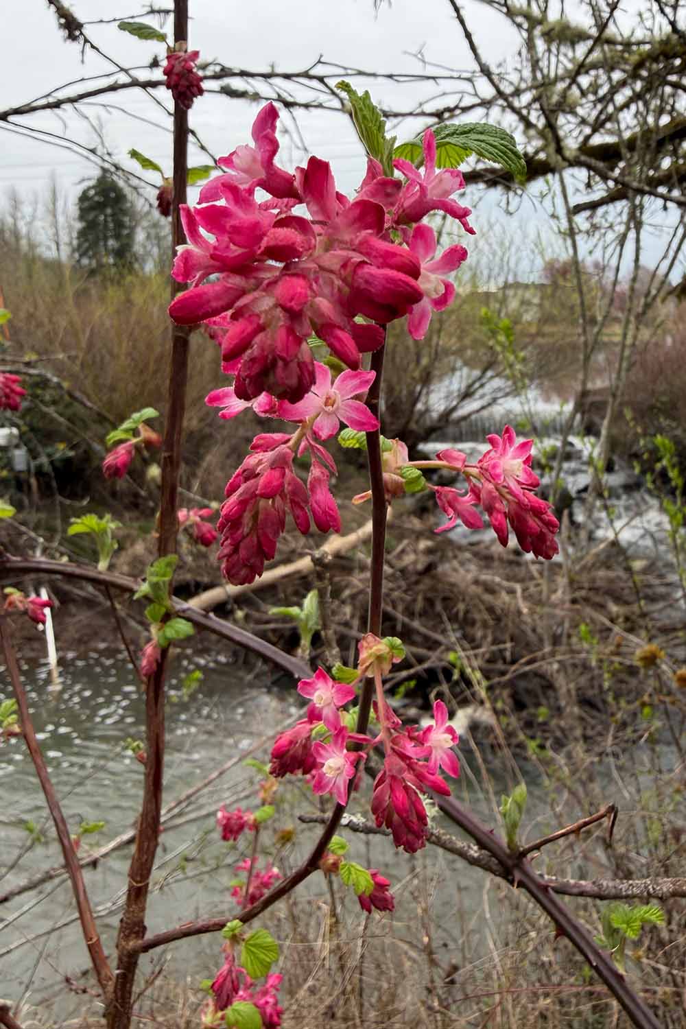 A close up vertical image of the bright pink flowers of red currant (Ribes) growing wild.