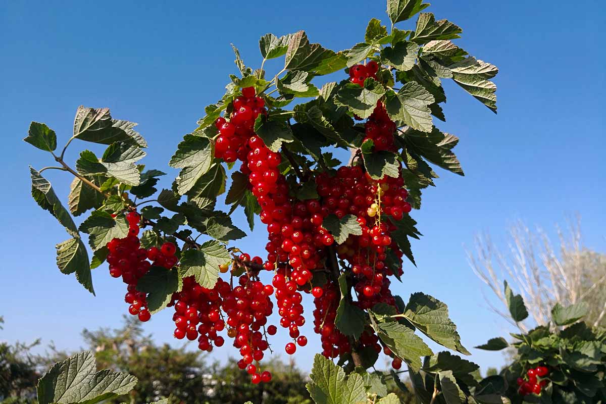 A close up horizontal image of clusters of Ribes rubrum berries ripe and ready to harvest, pictured in bright sunshine on a blue sky background.