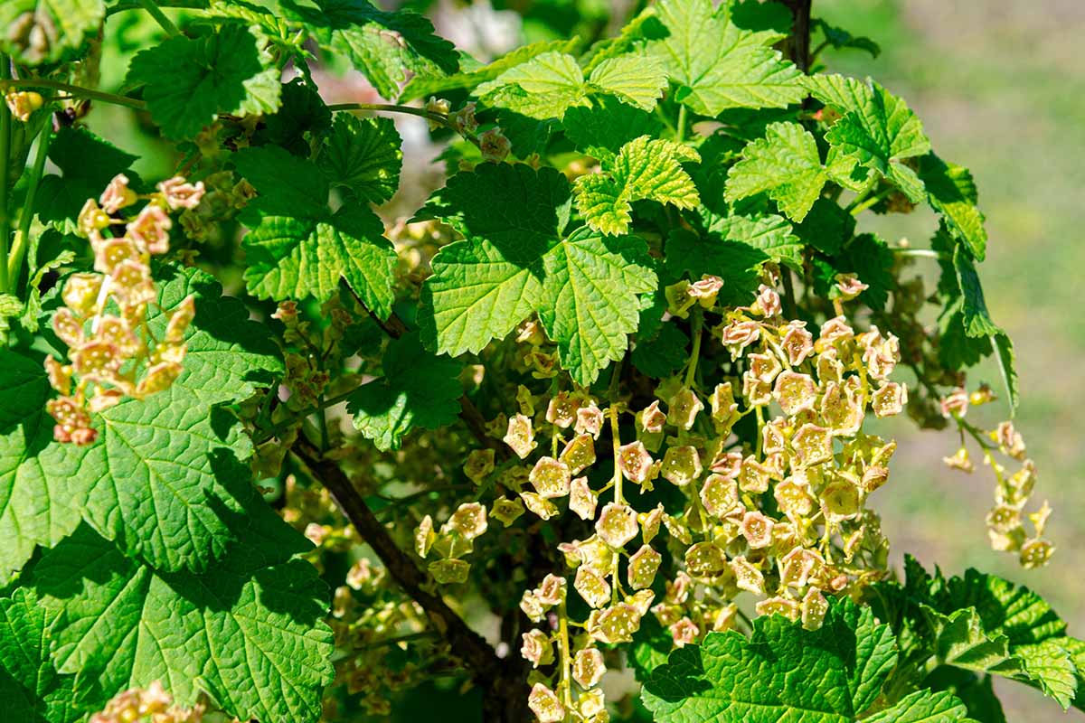 A close up horizontal image of a red currant shrub in bloom in the spring pictured in bright sunshine on a soft focus background.