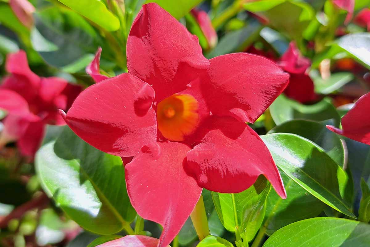 A close up horizontal image of red mandevilla vine flowers growing in the garden.