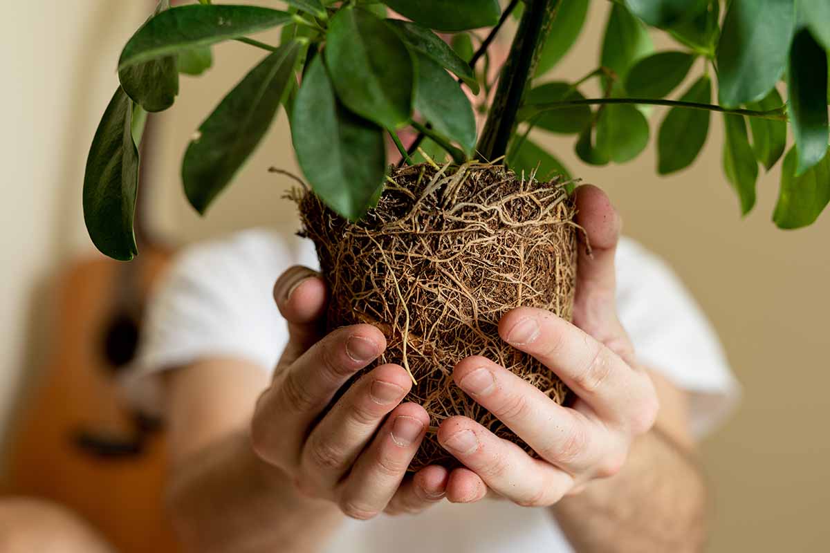 A close up horizontal image of two hands holding a root ball of a plant removed from a pot for replanting.